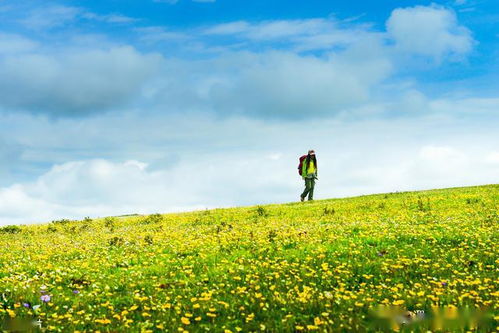 新疆自驾游好去处 神仙极地喀拉峻大草原,如诗画般的天山风光