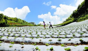 白色污染 难题何解