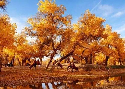 退沙还林,跟第二树去做公益