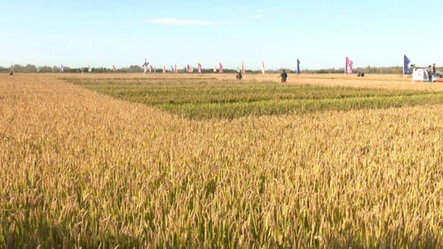 海水稻寒地育种在铁力市试验成功︳市生态环境局开展全市加油站及成品油生产企业环保监督检查