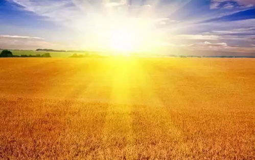 为什么新疆的牛奶和酸奶的口感如此之好