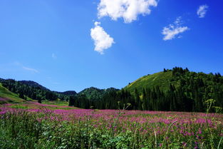 柯坪县人民政府与新疆生态环境保护工作