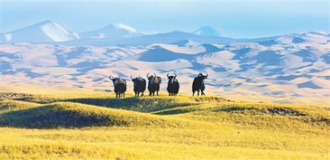 绿水青山就是金山银山——生态文明建设新篇章在新疆环保中的实践