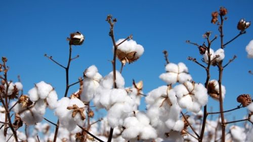 精心培育生机天然好棉,c a带来环保时尚新主张